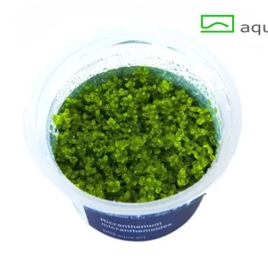 23470410_ – Aquarez, votre boutique spécialisée en aquascaping et aquariophilie d'eau douce