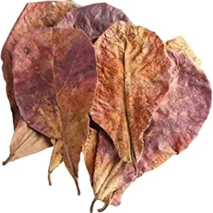 feuille de catappa – Aquarez, votre boutique spécialisée en aquascaping et aquariophilie d'eau douce