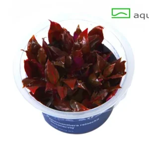 alternanthera rosanervig aquaart plante aquarium – Aquarez, votre boutique spécialisée en aquascaping et aquariophilie d'eau douce