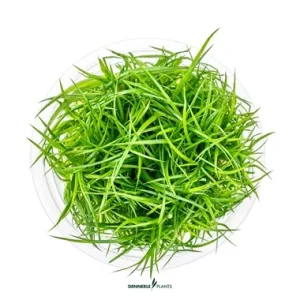 Eriocaulon Cinereum est une belle plante aquatique. Idéal avec une forte lumière et du co2 – Aquarez, votre boutique spécialisée en aquascaping et aquariophilie d'eau douce