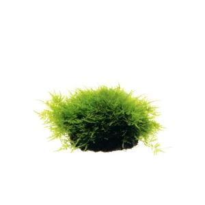 Peacock Moss in vitro Laboratorium, mousse aquatique pour décoration d'aquarium plante aquarium – Aquarez, votre boutique spécialisée en aquascaping et aquariophilie d'eau douce