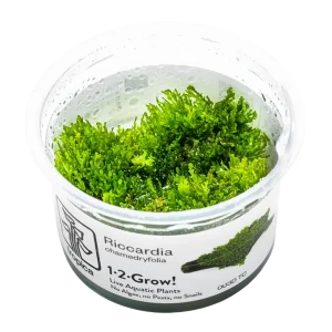 Riccardia Chamedryfolia est une mousse de petite taille pour aquarium – Aquarez, votre boutique spécialisée en aquascaping et aquariophilie d'eau douce