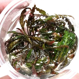 hygrophila pinnatifida in vitro plante aquarium – Aquarez, votre boutique spécialisée en aquascaping et aquariophilie d'eau douce