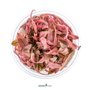 Cryptocoryne sp. 'Flamingo', plante aquatique de la famille des Aracées pour aquarium plante aquarium – Aquarez, votre boutique spécialisée en aquascaping et aquariophilie d'eau douce