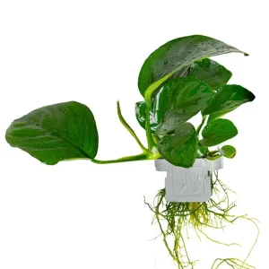 Anubia barteri var. caladiifolia est une plante aquatique – Aquarez, votre boutique spécialisée en aquascaping et aquariophilie d'eau douce