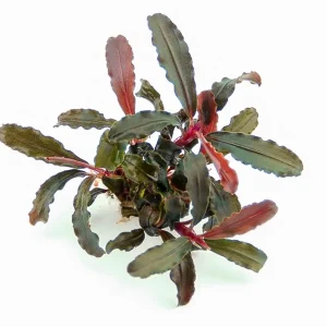 Bucephalandra 'red scorpio' est une plante qui s'accroche au décors avec de belle couleurs pourpre. – Aquarez, votre boutique spécialisée en aquascaping et aquariophilie d'eau douce