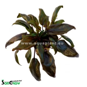 cryptocoryne purpurea, plante aquatique de la famille des Aracées pour aquarium plante aquarium – Aquarez, votre boutique spécialisée en aquascaping et aquariophilie d'eau douce