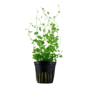 Hydrocotyle Tripartita sp. Japan est une plante facile à maintenir – Aquarez, votre boutique spécialisée en aquascaping et aquariophilie d'eau douce
