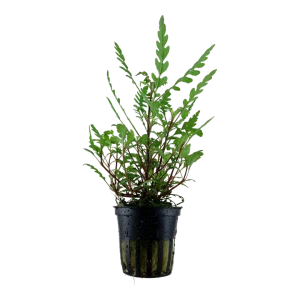 Hygrophila Pinnatifida est une belle plante epiphyte. Verte, elle peut avoir des tons pourpre avec une forte lumière et du co2. – Aquarez, votre boutique spécialisée en aquascaping et aquariophilie d'eau douce