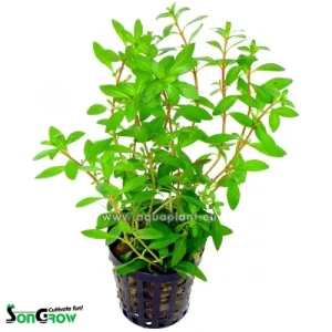Ludwigia arcuata plante aquarium – Aquarez, votre boutique spécialisée en aquascaping et aquariophilie d'eau douce