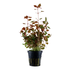 ludwigia palustrus 'super red' plante aquarium – Aquarez, votre boutique spécialisée en aquascaping et aquariophilie d'eau douce
