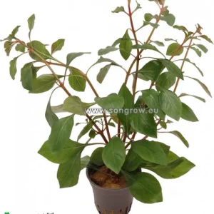Ludwigia sp. Mesacana plante aquarium – Aquarez, votre boutique spécialisée en aquascaping et aquariophilie d'eau douce