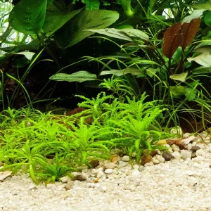 Pogostemon helferi est une plante aquatique très belle. – Aquarez, votre boutique spécialisée en aquascaping et aquariophilie d'eau douce