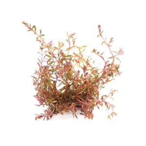 Rotala H'ra est une plante coloré, assez facile à maintenir. – Aquarez, votre boutique spécialisée en aquascaping et aquariophilie d'eau douce