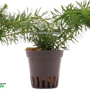 Rotala sp. Vietnam plante aquarium – Aquarez, votre boutique spécialisée en aquascaping et aquariophilie d'eau douce