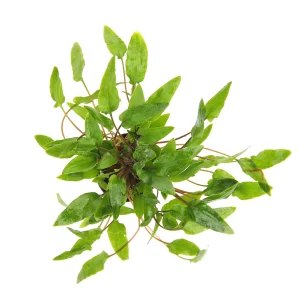 Cryptocoryne Wendtii green, plante aquatique de la famille des Aracées pour aquarium plante aquarium – Aquarez, votre boutique spécialisée en aquascaping et aquariophilie d'eau douce