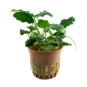 Anubia nana 'Kirin' est une belle plante epiphyte. – Aquarez, votre boutique spécialisée en aquascaping et aquariophilie d'eau douce