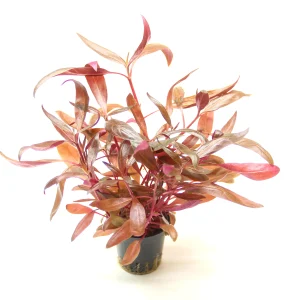 Alternanthera Reineckii 'Red' est une plante aquatique colorée. – Aquarez, votre boutique spécialisée en aquascaping et aquariophilie d'eau douce
