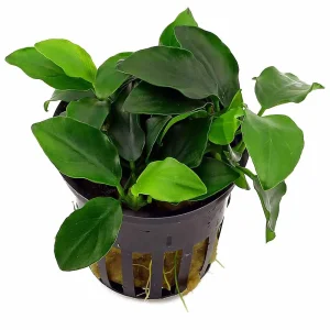 Anubia barteri var nana est une plante aquatique robuste, facile à entretenir et idéale pour la décoration des aquariums. – Aquarez, votre boutique spécialisée en aquascaping et aquariophilie d'eau douce