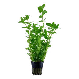 Bacopa Caroliniana est une plante facile à maintenir et à pousse rapide. – Aquarez, votre boutique spécialisée en aquascaping et aquariophilie d'eau douce