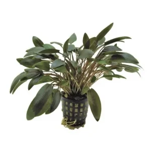 Cryptocoryne wendtii 'Brown' plante aquatique facile à maintenir – Aquarez, votre boutique spécialisée en aquascaping et aquariophilie d'eau douce