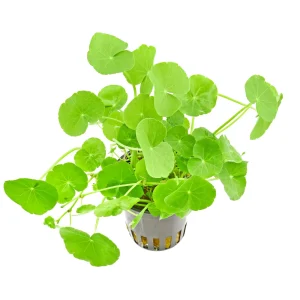hydrocotyle leucocephala topf – Aquarez, votre boutique spécialisée en aquascaping et aquariophilie d'eau douce