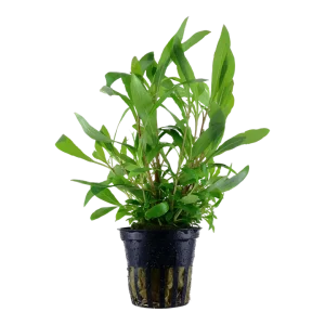 Hygrophila corymbosa 'Siamensis 53B' est une plante facile pour aquarium – Aquarez, votre boutique spécialisée en aquascaping et aquariophilie d'eau douce