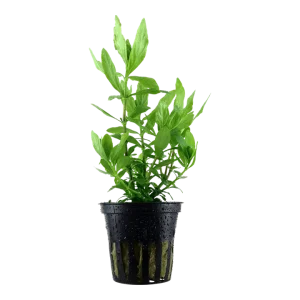 Hygrophila Polysperma est une plante facile à pousse rapide. Idéal pour contrer les algues. – Aquarez, votre boutique spécialisée en aquascaping et aquariophilie d'eau douce