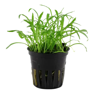 Lilaeopsis Brasiliensis est une plante facile d'entretien. Elle ressemble à du gazon. – Aquarez, votre boutique spécialisée en aquascaping et aquariophilie d'eau douce