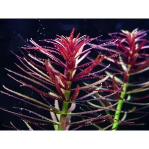 limnophila aromatica red plante aquarium – Aquarez, votre boutique spécialisée en aquascaping et aquariophilie d'eau douce