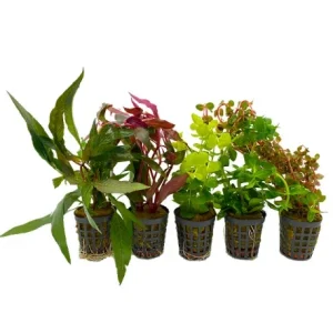 lot de plante, plante aquatique pour aquarium planté plante aquarium – Aquarez, votre boutique spécialisée en aquascaping et aquariophilie d'eau douce