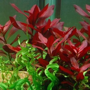 Ludwigia repens 'Rubin' , plante d'un rouge intense. – Aquarez, votre boutique spécialisée en aquascaping et aquariophilie d'eau douce