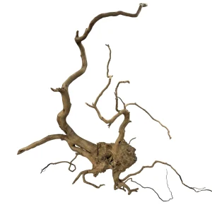 Racine Asia 60 , bois naturel pour décoration d'aquascape – Aquarez, votre boutique spécialisée en aquascaping et aquariophilie d'eau douce