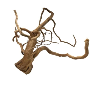 Racine Asia 30 , bois naturel pour décoration d'aquascape – Aquarez, votre boutique spécialisée en aquascaping et aquariophilie d'eau douce