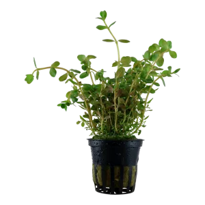 Rotala Rotundifolia est une plante plutôt facile à maintenir. Avec des couleurs vert au rouge en fonction de la lumière. – Aquarez, votre boutique spécialisée en aquascaping et aquariophilie d'eau douce