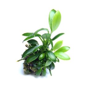 Anubia nana pangolino est l'anubia la plus petite du monde