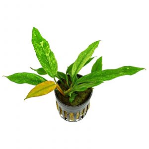 anubias barteri var glabra variegated, plante rhizome robuste pour aquarium planté plante aquarium – Aquarez, votre boutique spécialisée en aquascaping et aquariophilie d'eau douce