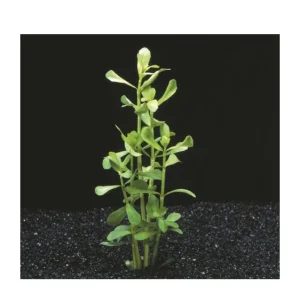 10222 Bacopa Monnieri plante aquarium – Aquarez, votre boutique spécialisée en aquascaping et aquariophilie d'eau douce