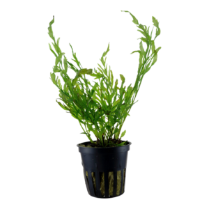 bolbitis heudelotii, c'est une plante facile et epiphyte. Elle s'accroche au décor – Aquarez, votre boutique spécialisée en aquascaping et aquariophilie d'eau douce