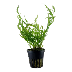 bolbitis heudelotii, c'est une plante facile et epiphyte. Elle s'accroche au décor – Aquarez, votre boutique spécialisée en aquascaping et aquariophilie d'eau douce
