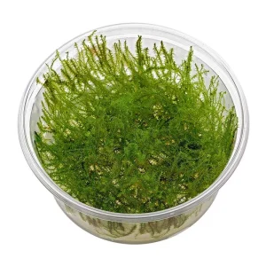 brazil moss, mousse aquatique pour décoration d'aquarium plante aquarium – Aquarez, votre boutique spécialisée en aquascaping et aquariophilie d'eau douce