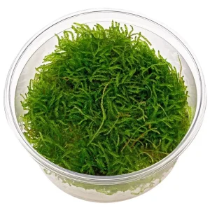 creeping moss, mousse aquatique pour décoration d'aquarium plante aquarium – Aquarez, votre boutique spécialisée en aquascaping et aquariophilie d'eau douce