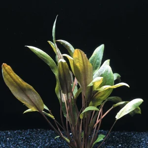 10485 Cryptocoryne wendtii Mi Oya, plante aquatique de la famille des Aracées pour aquarium plante aquarium – Aquarez, votre boutique spécialisée en aquascaping et aquariophilie d'eau douce