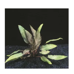 10475 Cryptocoryne Undulatus Red, plante aquatique de la famille des Aracées pour aquarium plante aquarium – Aquarez, votre boutique spécialisée en aquascaping et aquariophilie d'eau douce