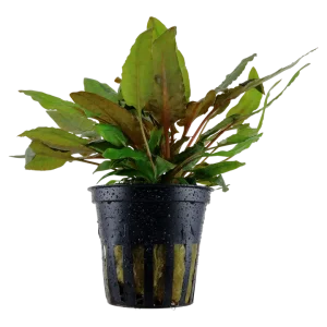 Cryptocoryne wendtii 'tropica' plante facile pour aquarium – Aquarez, votre boutique spécialisée en aquascaping et aquariophilie d'eau douce