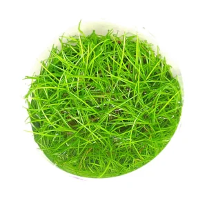ELEOCHARIS MINI plante aquarium – Aquarez, votre boutique spécialisée en aquascaping et aquariophilie d'eau douce