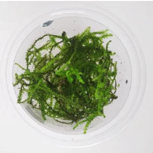 erect moss, mousse aquatique pour décoration d'aquarium plante aquarium – Aquarez, votre boutique spécialisée en aquascaping et aquariophilie d'eau douce