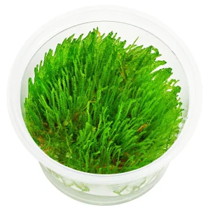 giant moss, mousse aquatique pour décoration d'aquarium plante aquarium – Aquarez, votre boutique spécialisée en aquascaping et aquariophilie d'eau douce