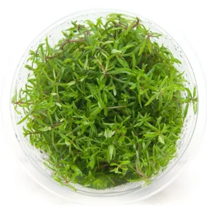 limnophila sp vietnam mini plante aquarium – Aquarez, votre boutique spécialisée en aquascaping et aquariophilie d'eau douce