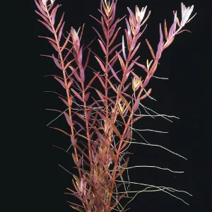11112 Rotala Rotundifolia Orange Juice plante aquarium – Aquarez, votre boutique spécialisée en aquascaping et aquariophilie d'eau douce